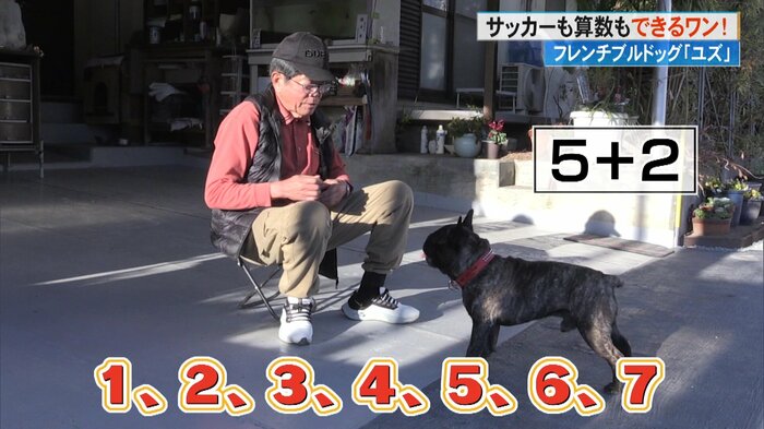足し算問題を鳴いて答える「ユズ」