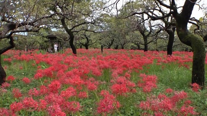 東京・府中市郷土の森博物館 曼珠沙華まつり 40万株もの彼岸花が見頃を迎えている