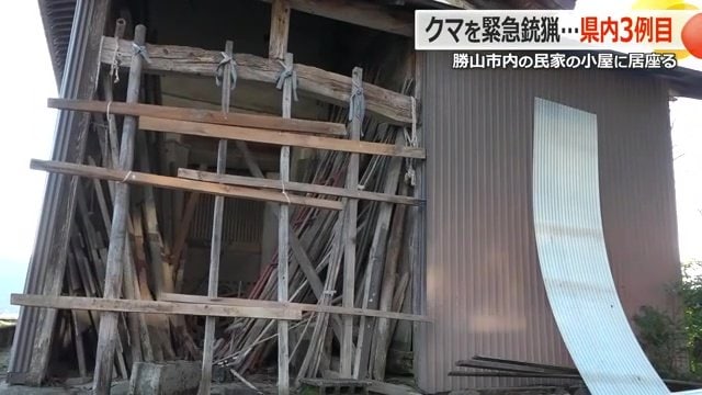 クマが居座った小屋