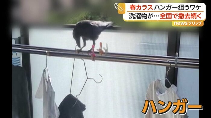 （視聴者撮影）