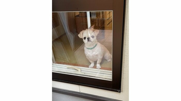 玄関横の窓から見送っているむぎちゃん