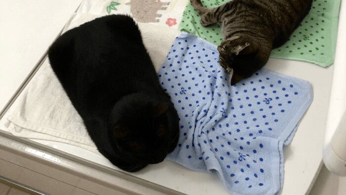 四角の状態のやまとくん