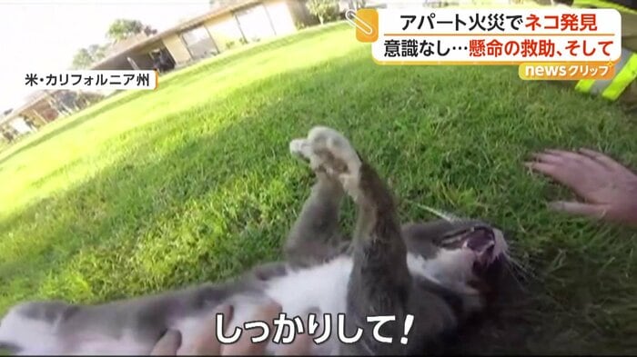 消防隊員が声をかけ体を揺さぶるも動かないネコ（CAL FIRE／Riverside County Fire Department）