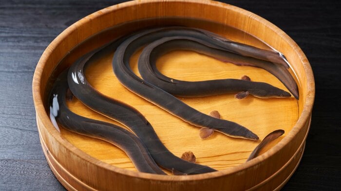 ウナギ(画像はイメージ)