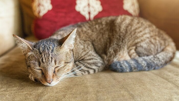 警戒度80％（画像はイメージ）