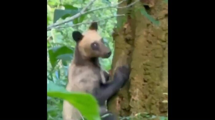 木を降りてくるクマ(提供:視聴者)