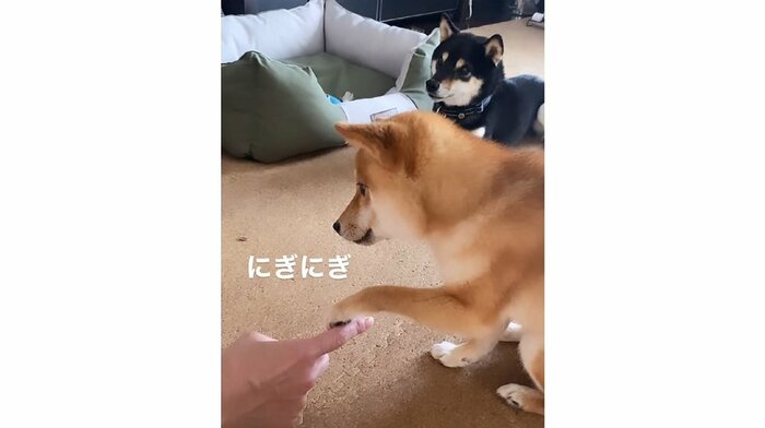 「伏せってこれだよね?」と前足で飼い主さんの手をにぎにぎ