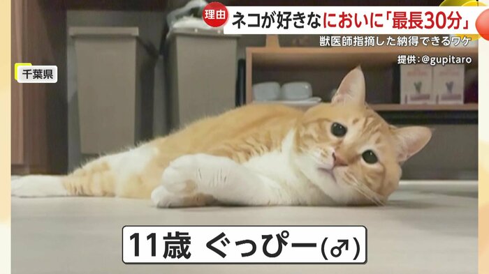 靴のにおいにドハマりしているグッピー