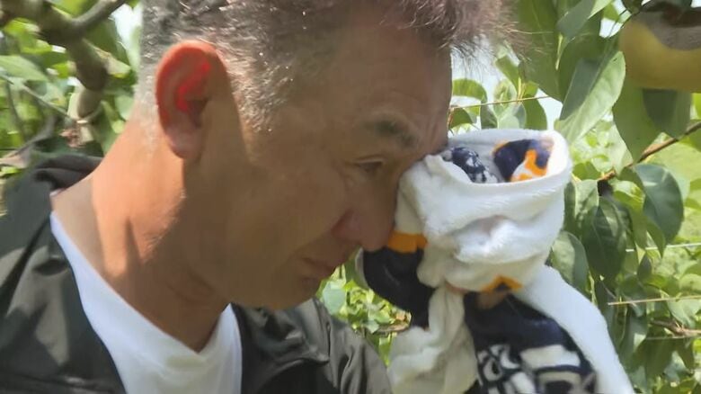 ｢許せない… 2年連続で… もうナシの栽培は辞めます｣ 今夏も農園のナシ5000個が盗まれる 被害額は約200万円に 【福岡発】｜FNNプライムオンライン