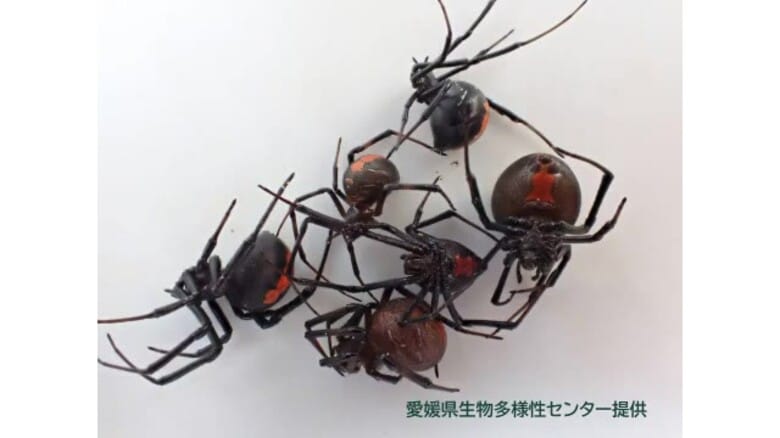 特定外来生物「セアカゴケグモ」新居浜中心部で繁殖初確認　河川敷施設中心にメス５６匹など殺処分【愛媛】｜FNNプライムオンライン