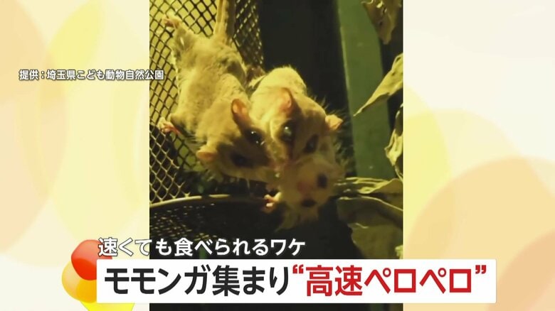 モモンガが蜂蜜水を“高速ペロペロ”　速くても食べられるワケは“ブラシ状の舌”　埼玉・東松山市「埼玉県こども動物自然公園」｜FNNプライムオンライン