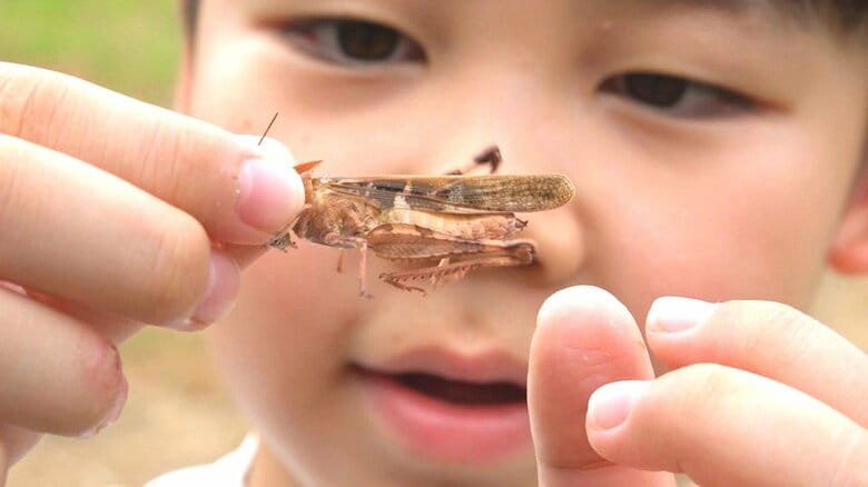 小学1年生が見つけたのは…ピンクバッタ！？　ラジオ体操の前に草むらで発見　学芸員にその正体を聞いた｜FNNプライムオンライン