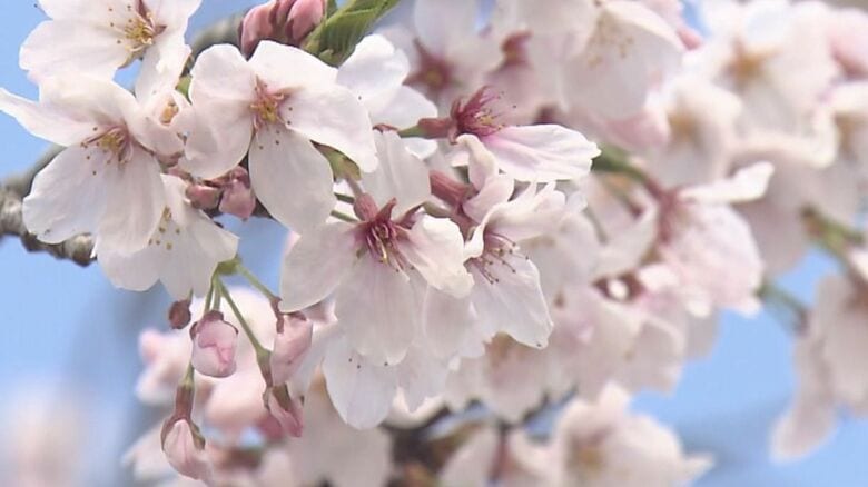【速報】京都市で桜が開花　近畿で一番最初に“開花宣言”　平年より3日早く去年より4日早い開花　二条城のソメイヨシノが開花｜FNNプライムオンライン