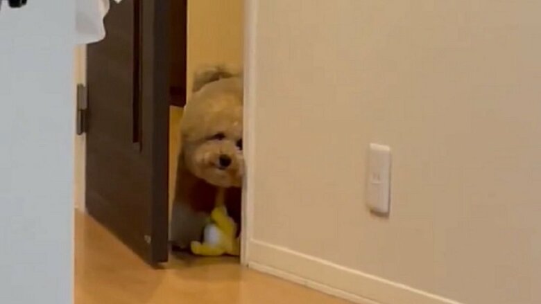 「ダメ」と飼い主に言われた“このぬいぐるみ”で遊びたい犬…扉の隙間からじっと様子を伺う姿が可愛い｜FNNプライムオンライン