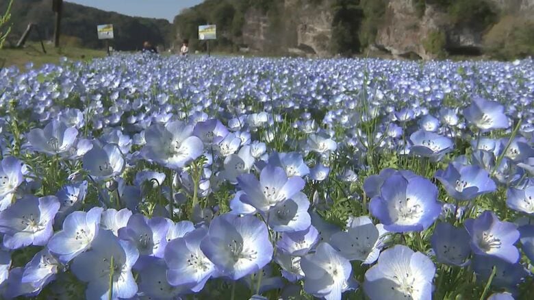 青の洞門付近で約80万本のネモフィラが見ごろ　4月いっぱいまで　大分県中津市｜FNNプライムオンライン