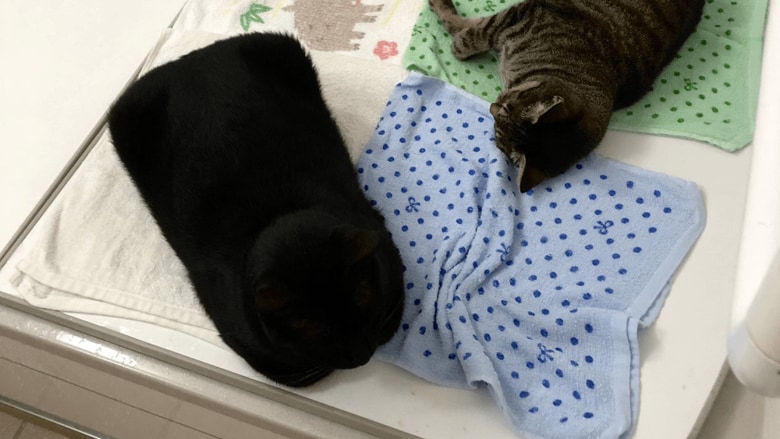 四角の状態のやまとくん