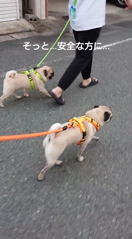 提供：たまごandおもちさん