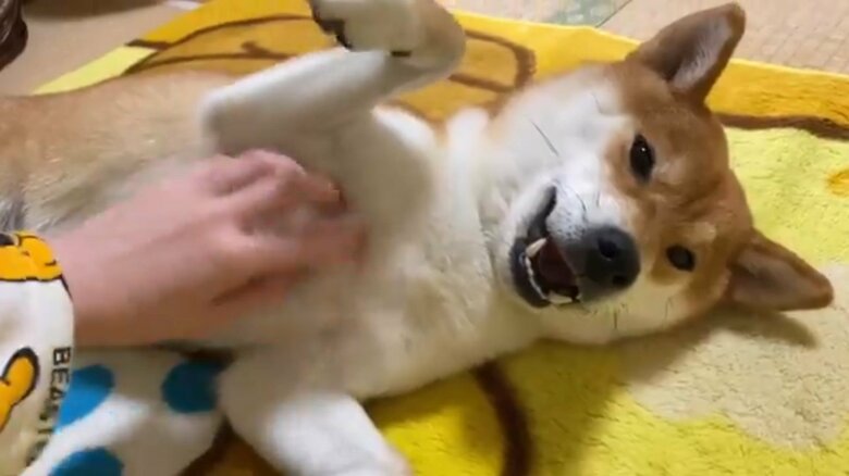 お腹を触られて気持ちよくなり口が開いてしまう