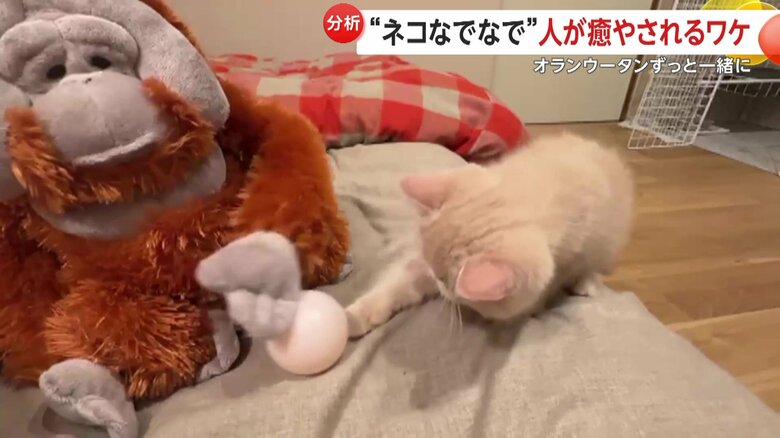 ボール遊びするこまるくん