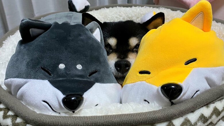 ぬいぐるみに埋もれる