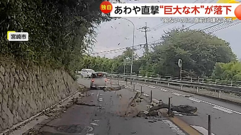 運転中に突然、巨大な木が落下してきた一部始終③