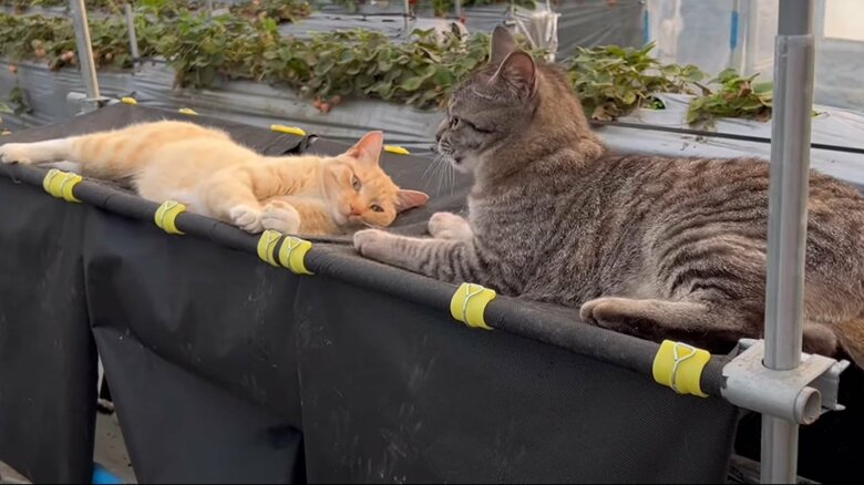 一緒にまったりする2匹