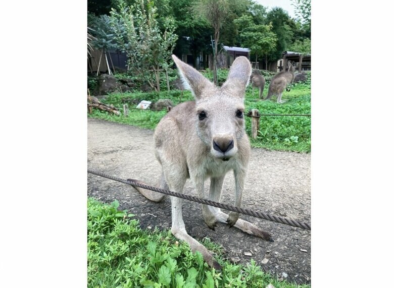 クローブ（提供：横浜市立金沢動物園）