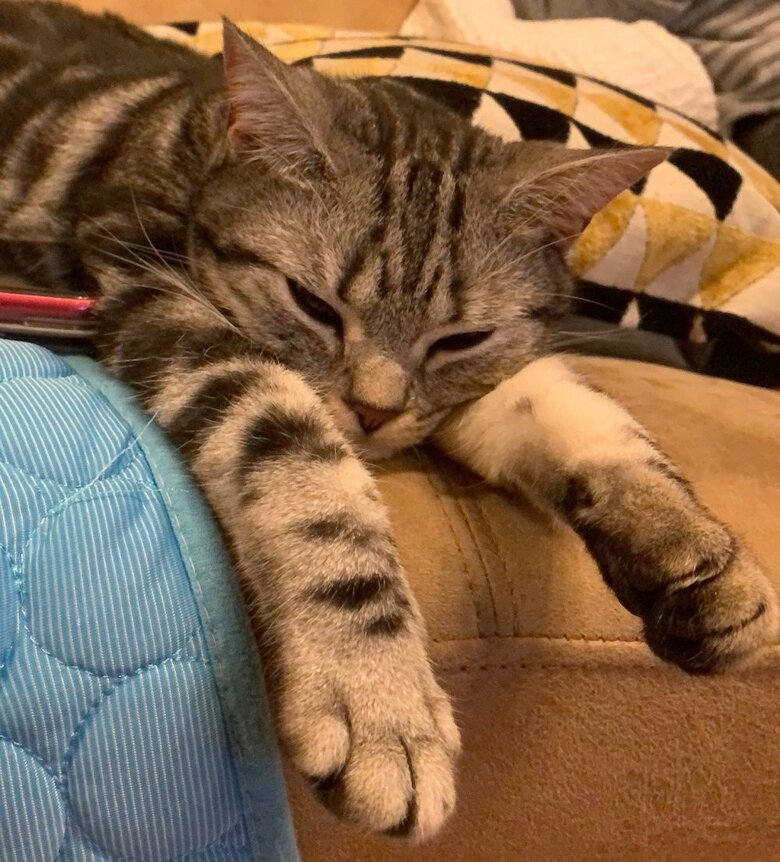 おやつをもらえずに絶望している