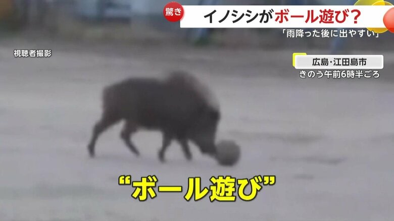 まるでボール遊びを楽しんでいるようにも見えるイノシシ