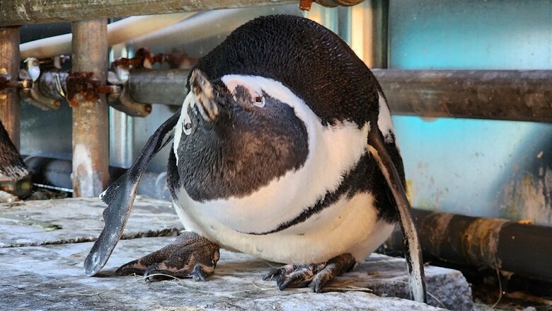 にらみ付ける威嚇行動