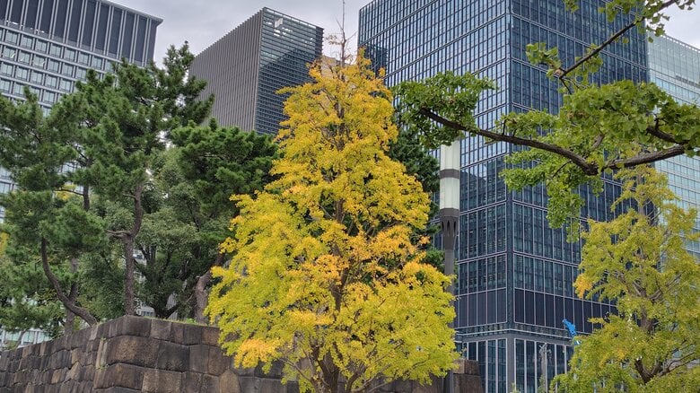 東京・丸の内の「行幸通り」（11月14日・筆者撮影）