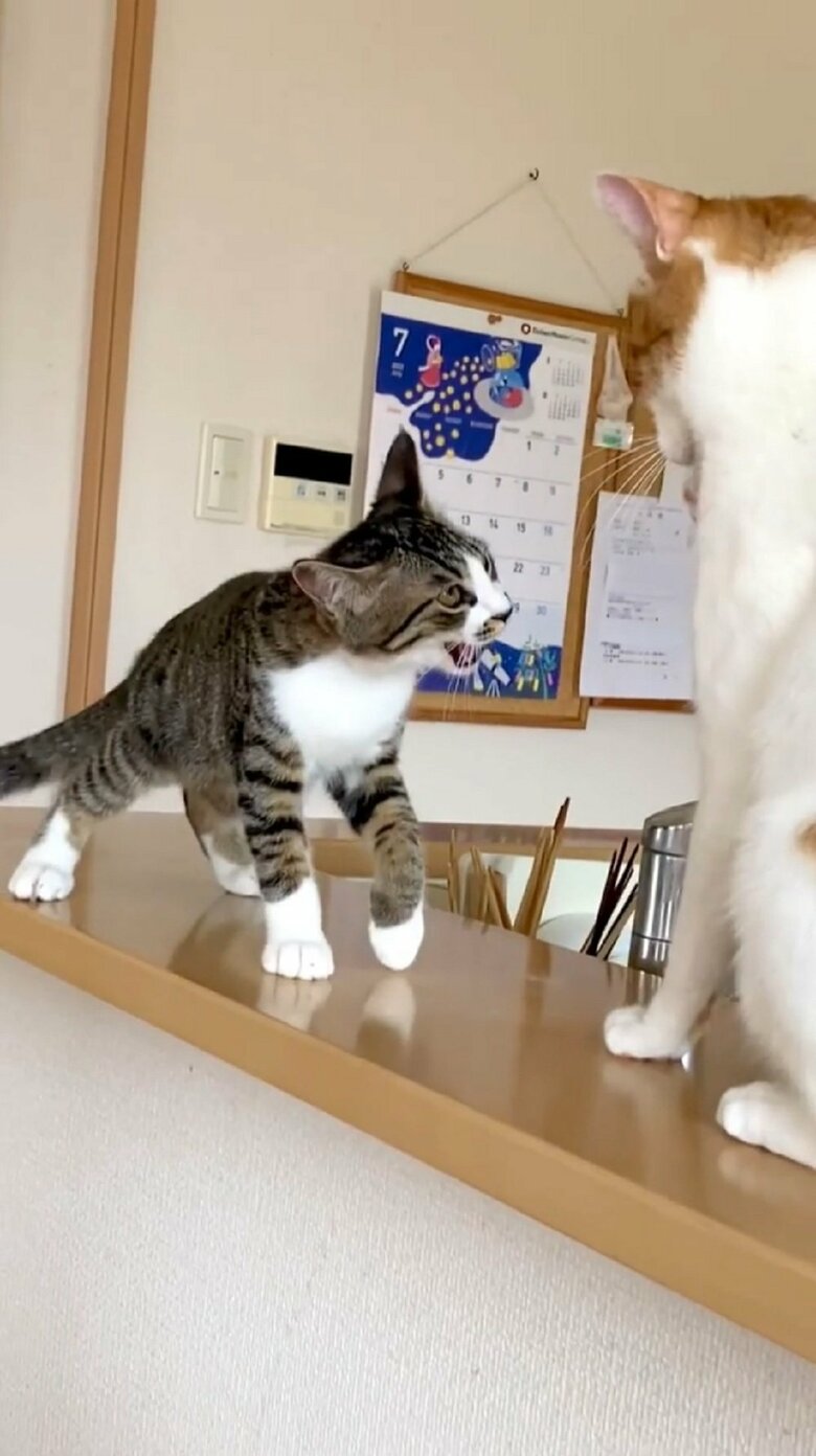 「ニャー」と声を上げながら近づく