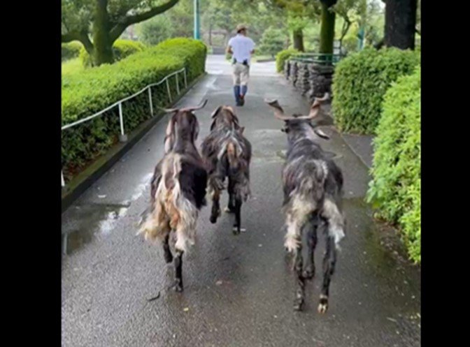 宮崎市フェニックス動物園のＸより