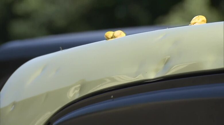 ひょうの被害の様子