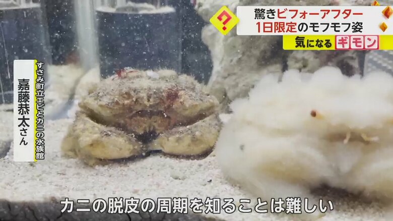 オオタマオウギガニの抜け殻と脱皮直後の姿