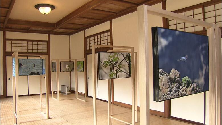 令和2（2020）年1月 写真展「鳥たちの煌きⅣ」（横浜市）