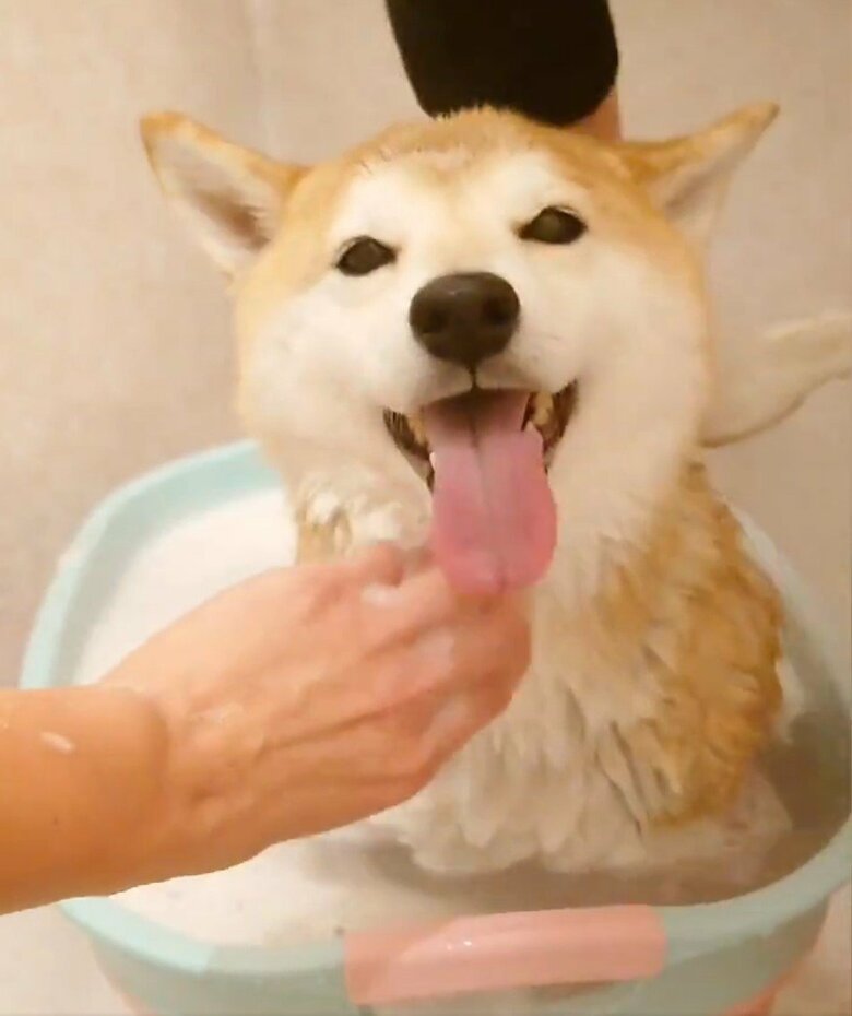 提供：柴犬チャーミーさん