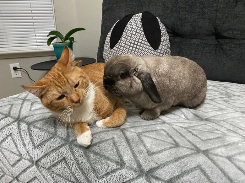 アルバートくんとあやめちゃん（提供：和泉ユタカさん）