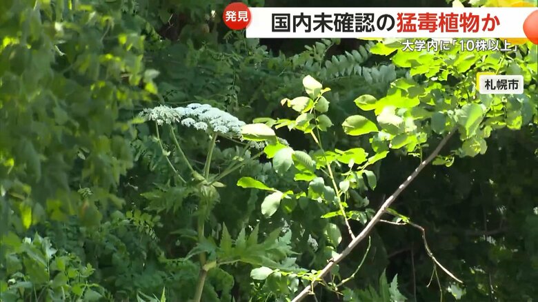 緑の中で風に揺れる猛毒植物「ジャイアント・ホグウィード」