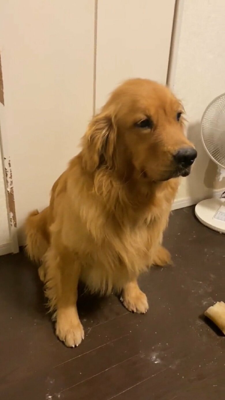 お座りするよんくくん