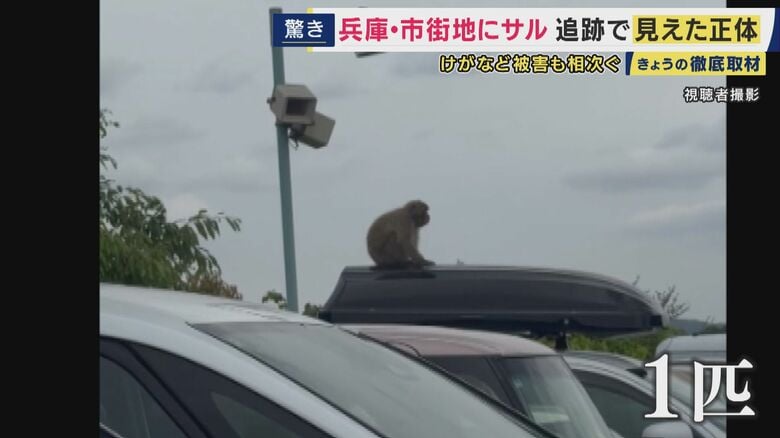 商業施設に先月半ばからほぼ毎日現れているというサル（視聴者撮影）