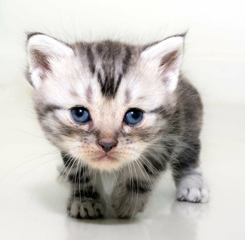 子猫はみんな“Kitten Blue”（画像はイメージ）