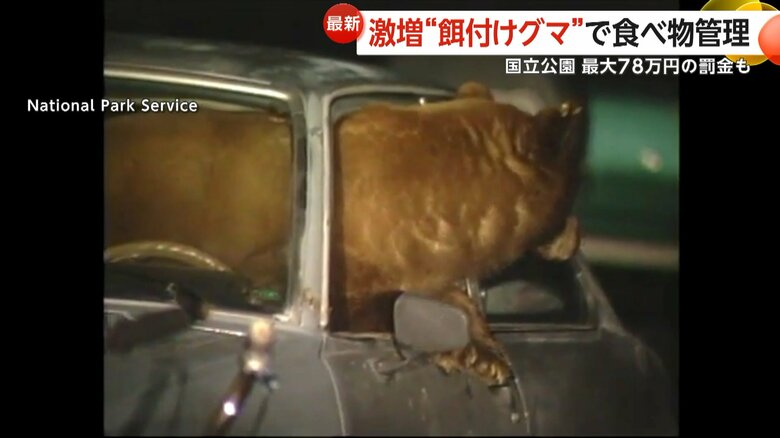 人間の食べ物の味を覚えてしまったクマ