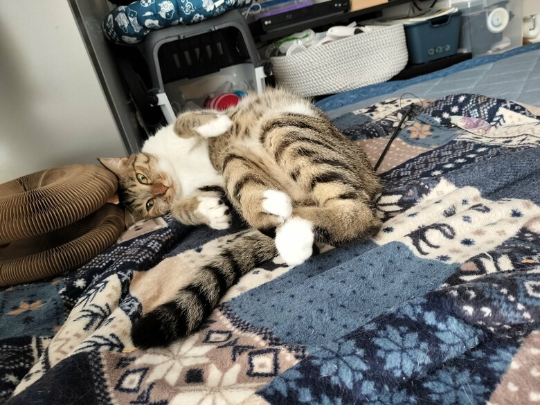 提供：猫のテトさん