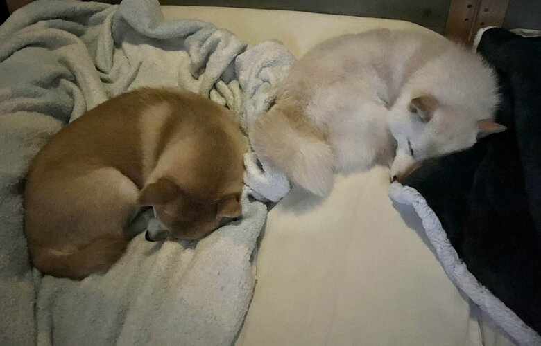似たポーズ