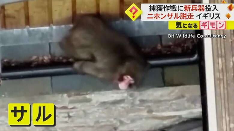 イギリス・スコットランドで住宅の屋根の上を歩くニホンザルの姿