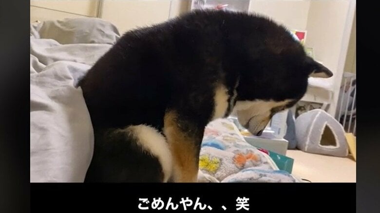 飼い主さんが鼻を触り、静電気が起きた時にも落ち込んだ