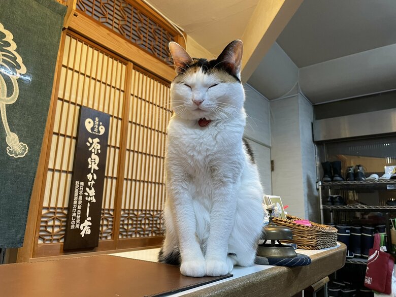 眠り猫になるきなこちゃん