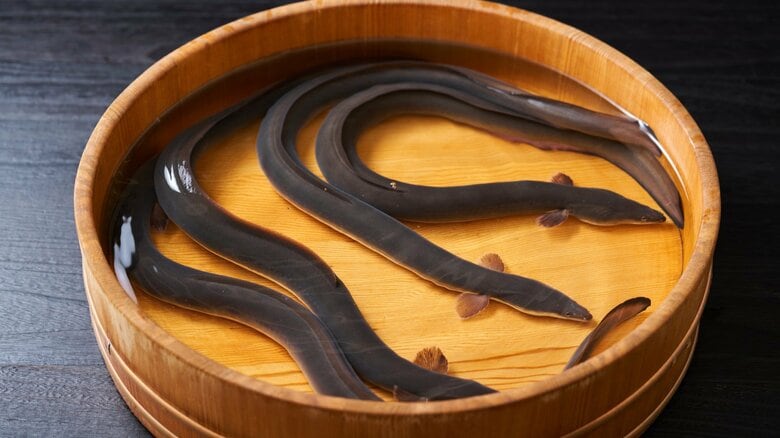 ウナギ（画像はイメージ）