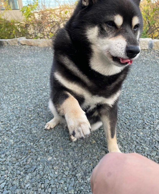 「お手」をするときちょっとだけ雑？なたろうくん